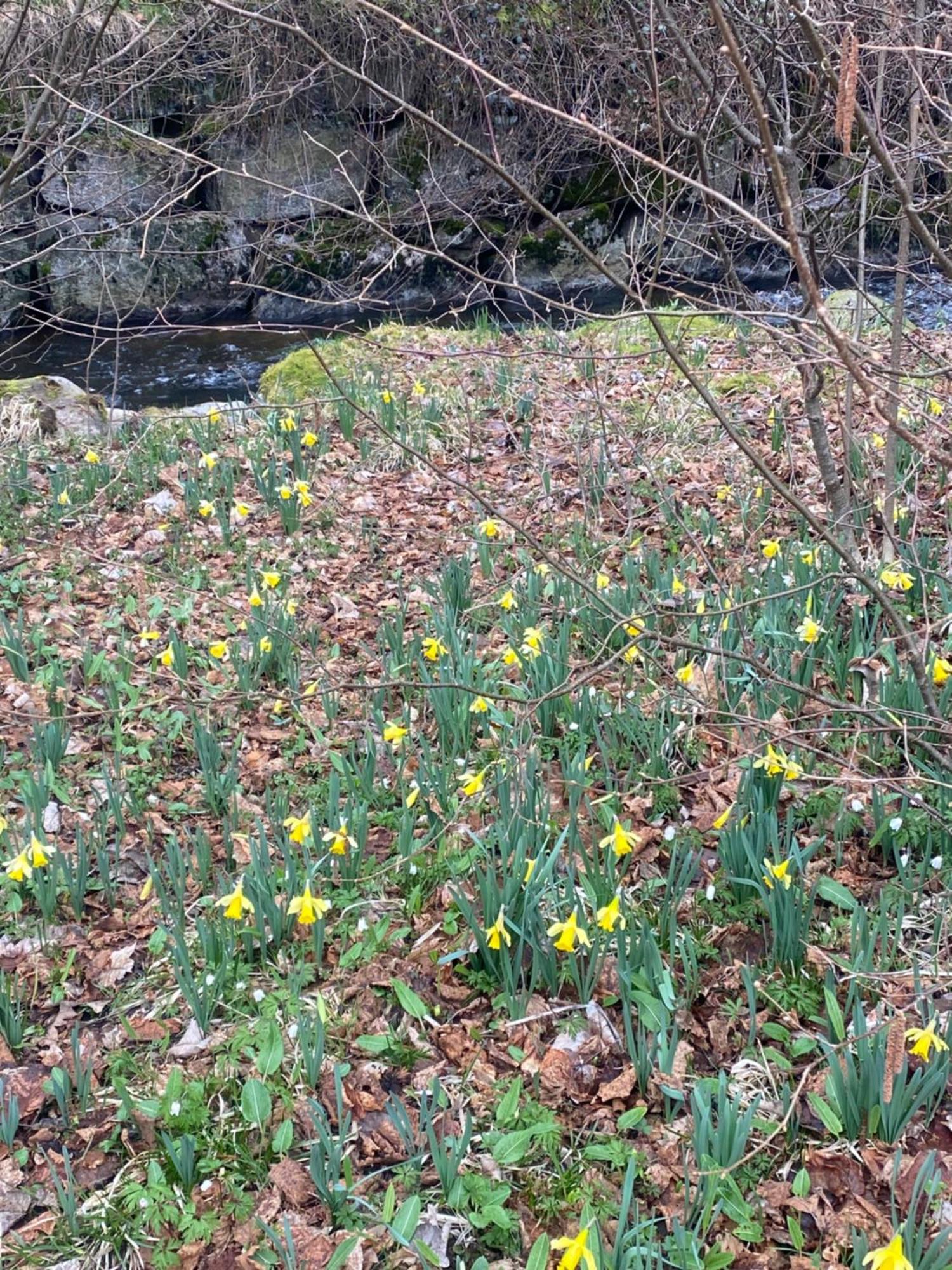 La Cabane Des Ecureuils Xonrupt-Longemer Kültér fotó